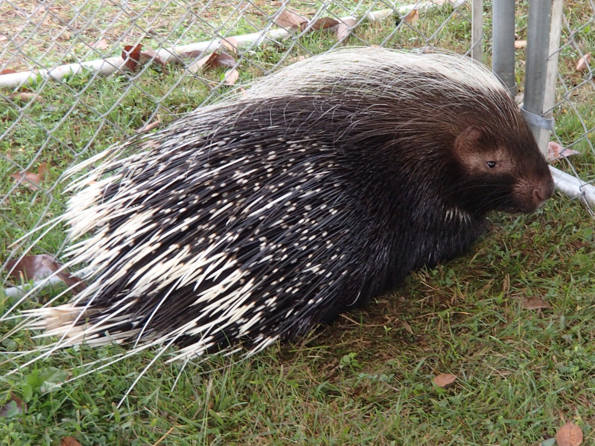 Petting Zoo Porcupine